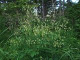 Thalictrum kemense