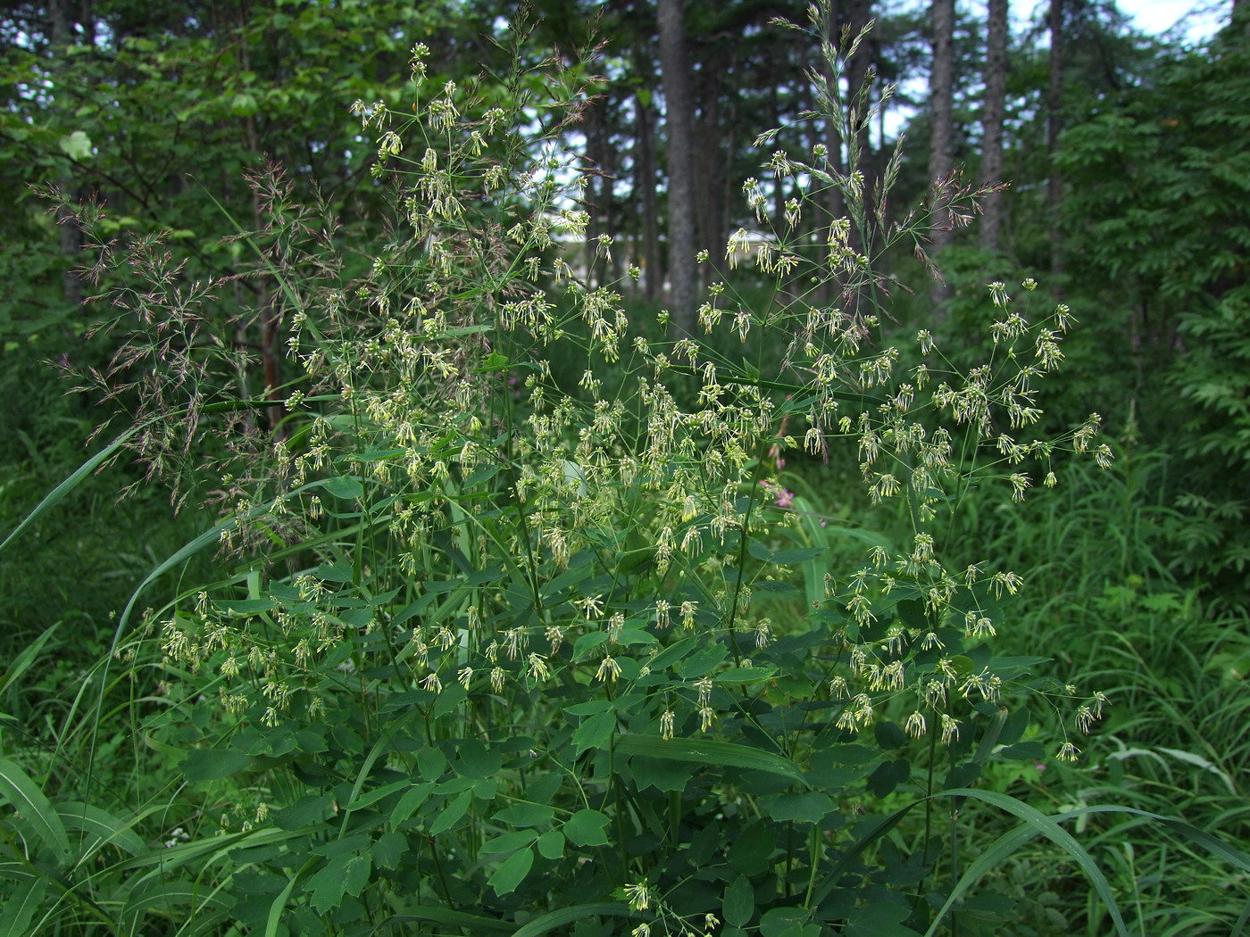 Image of Thalictrum kemense specimen.