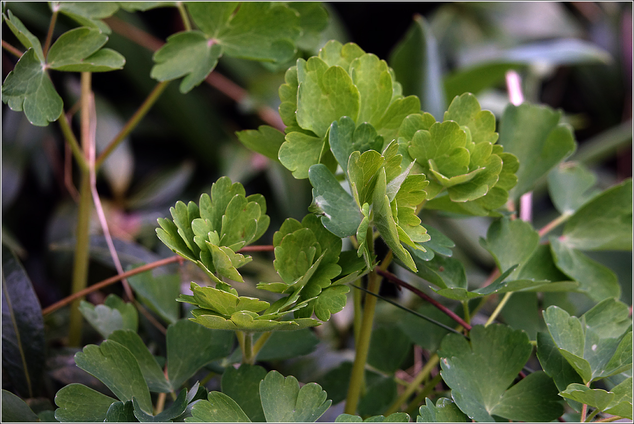 Image of Aquilegia vulgaris specimen.