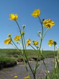 Ranunculus polyanthemos