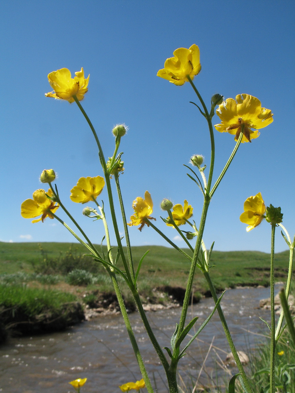 Изображение особи Ranunculus polyanthemos.