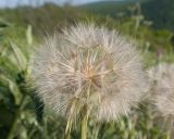 Tragopogon brevirostris