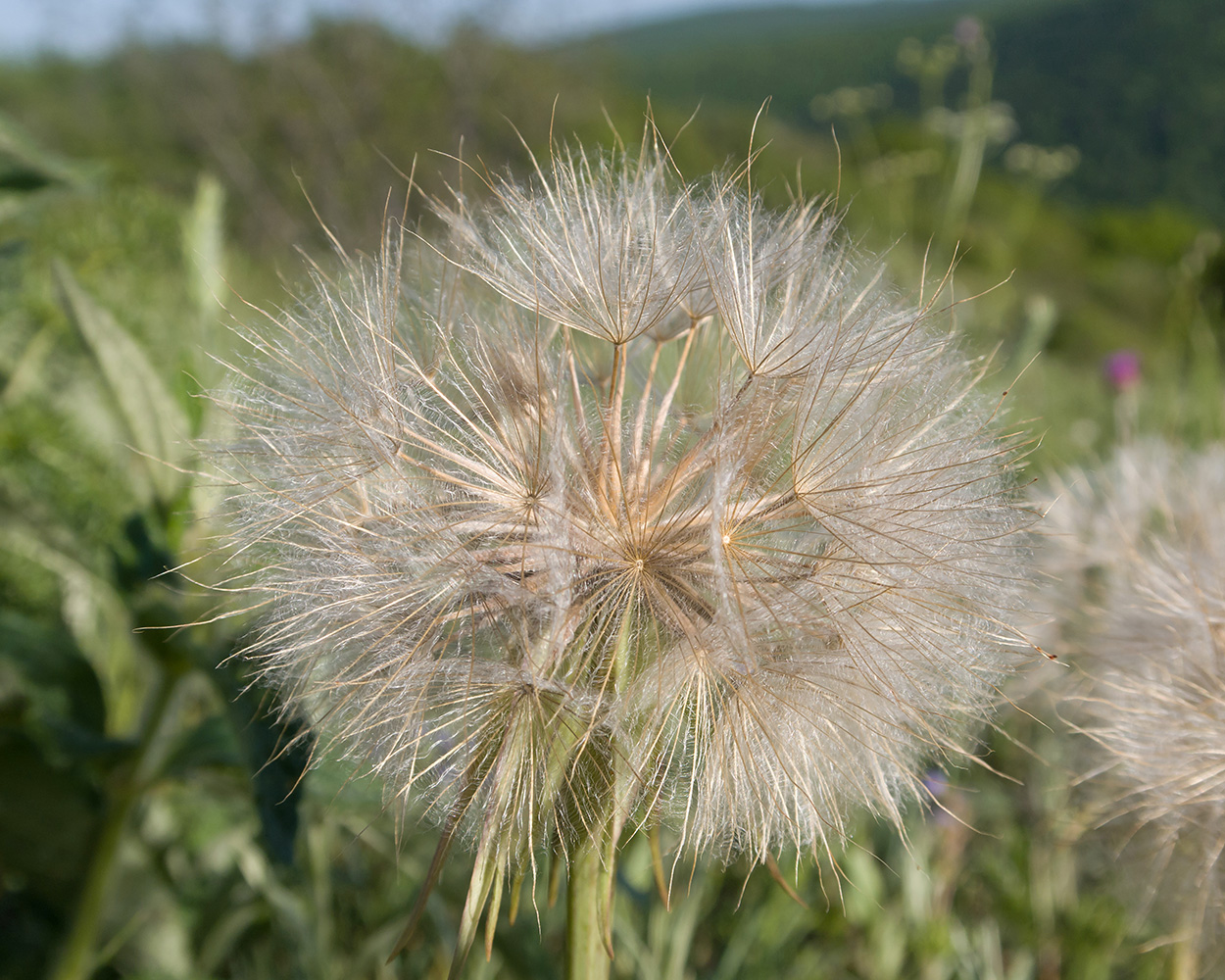 Image of Tragopogon brevirostris specimen.