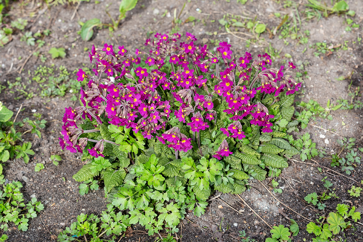 Image of genus Primula specimen.