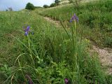 Iris notha