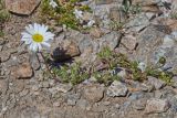 Tripleurospermum caucasicum. Цветущее растение. Карачаево-Черкесия, Домбай, гора Мусса-Ачитара, 2500 м н.у.м., на каменистом склоне. 09.07.2015.