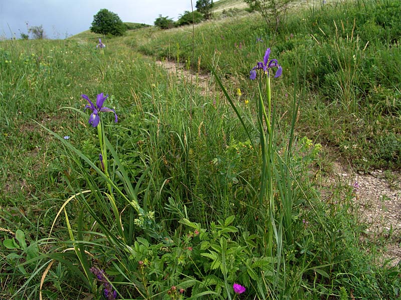 Image of Iris notha specimen.