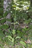 род Silene