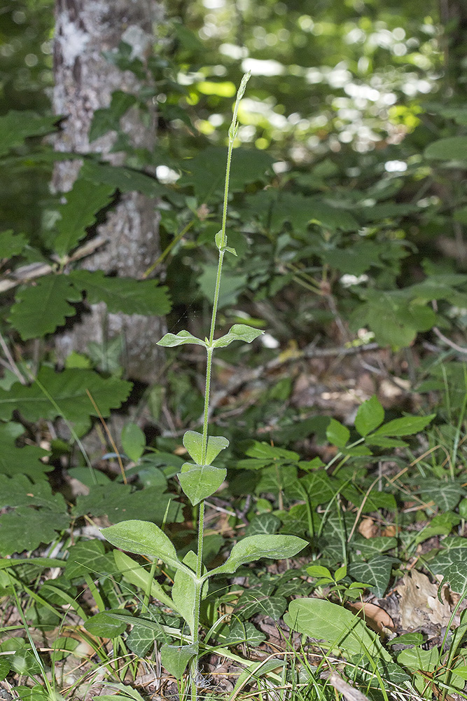 Image of genus Silene specimen.