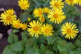 Doronicum orientale
