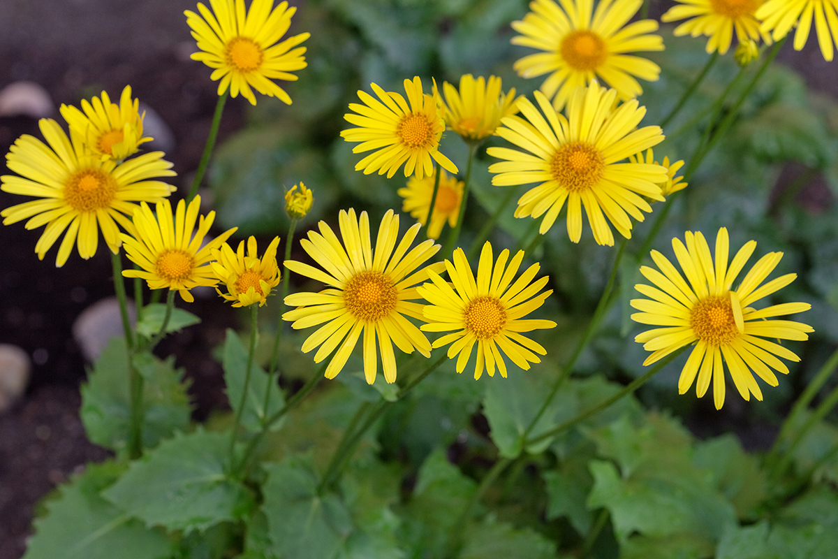 Image of Doronicum orientale specimen.