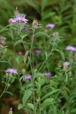 Centaurea salicifolia. Верхушка цветущего растения. Республика Абхазия, окр. г. Сухум, р. Гумиста. 26.08.2009.