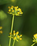 Bupleurum longiradiatum