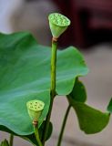 Nelumbo nucifera. Созревающие плоды. Китай, пров. Цзянсу, г. Сучжоу, в культуре. 27.05.2025.