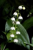 Convallaria majalis