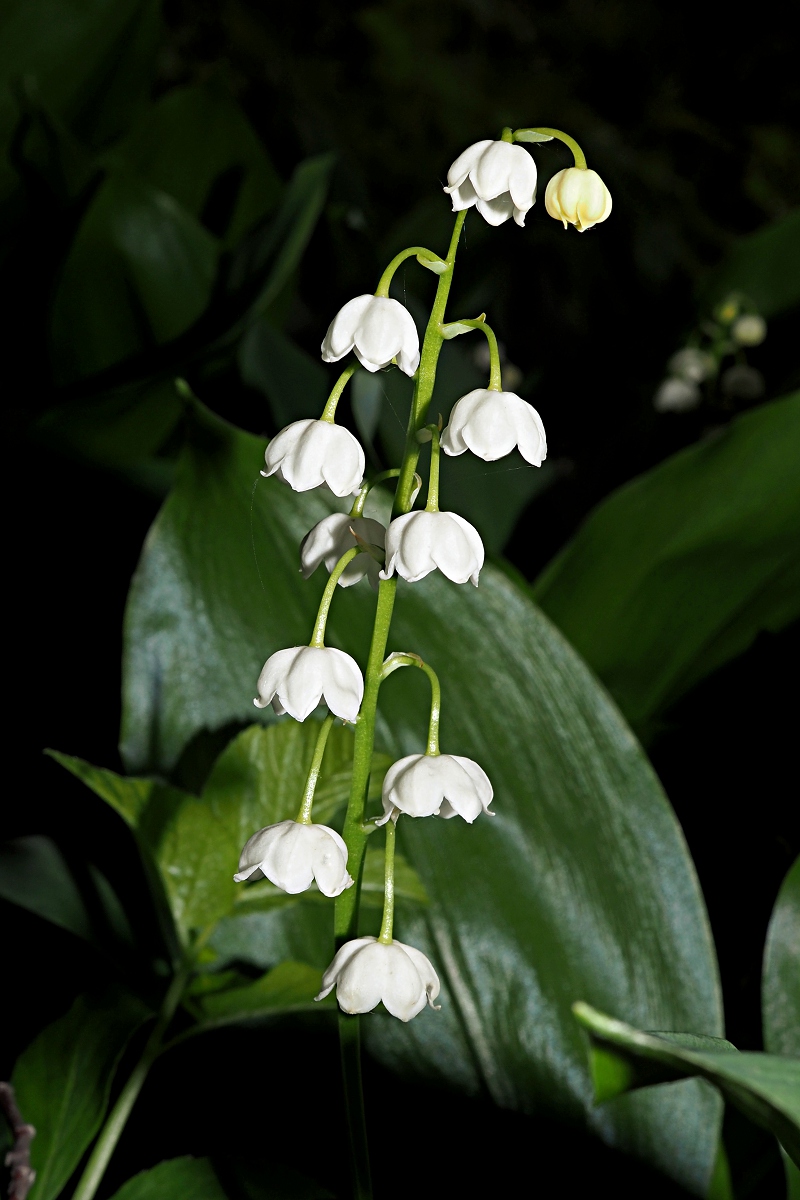 Image of Convallaria majalis specimen.