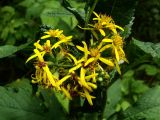 genus Senecio. Соцветие. Хабаровский край, окр. г. Комсомольск-на-Амуре, лиственный лес, обочина грунтовой дороги. 09.08.2025.