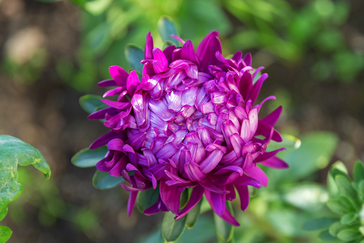 Изображение особи Callistephus chinensis.