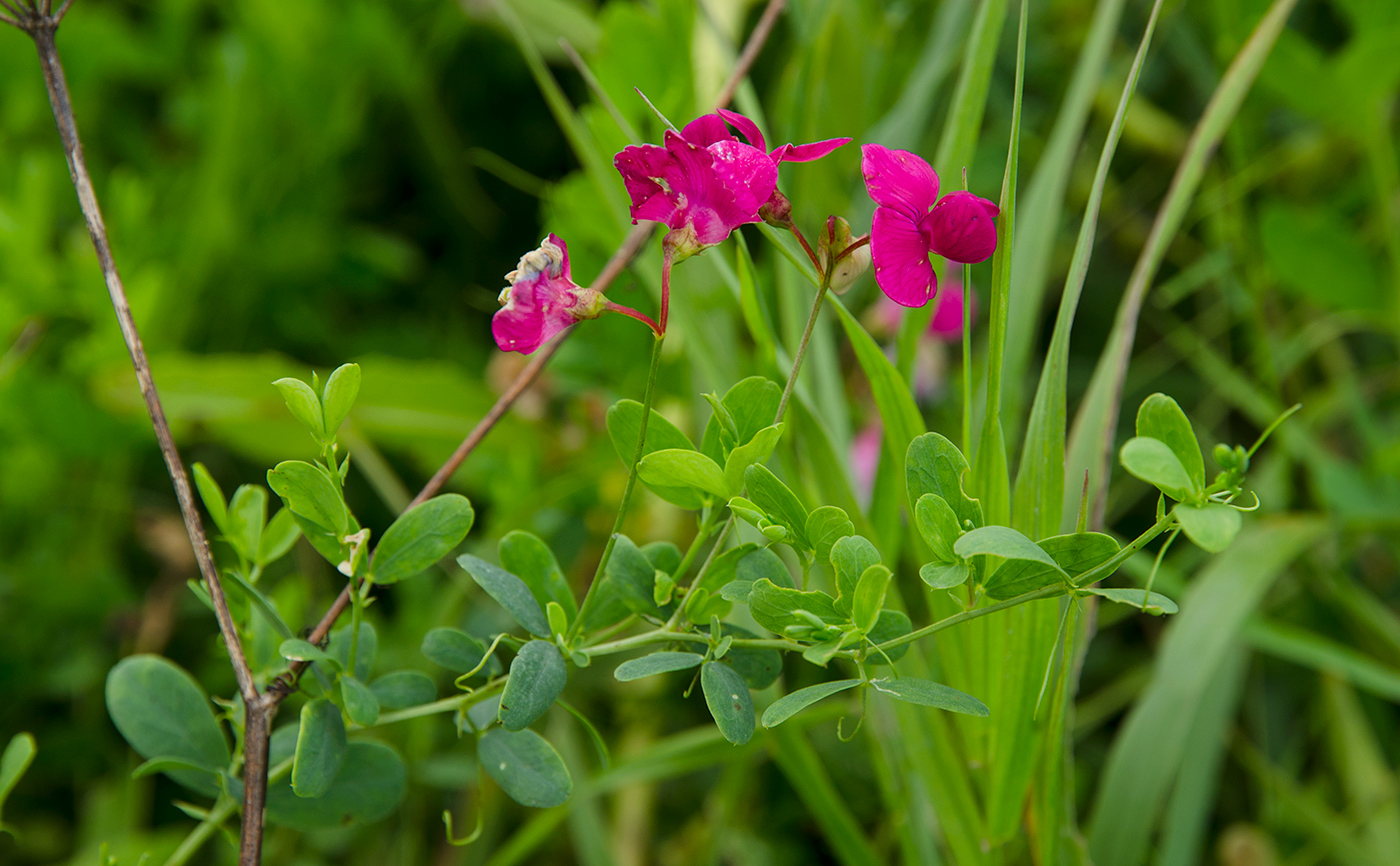 Изображение особи Lathyrus tuberosus.