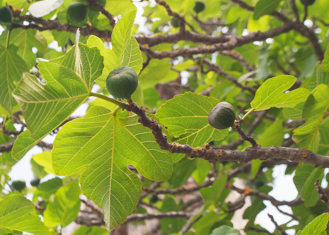 Image of Ficus carica specimen.