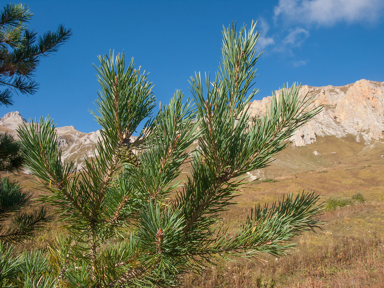 Изображение особи Pinus sylvestris ssp. hamata.
