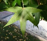 Liquidambar styraciflua