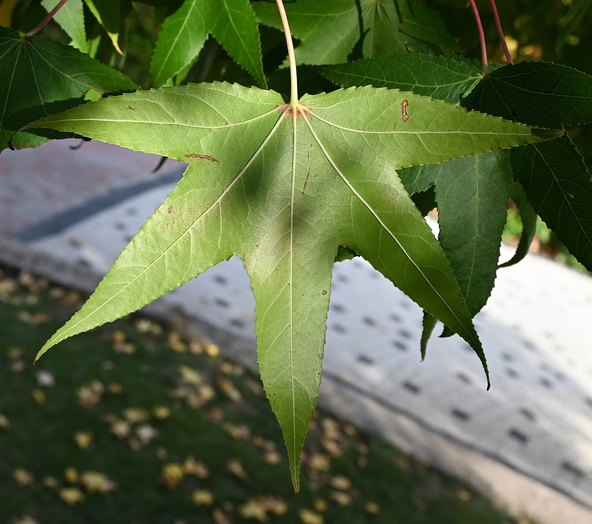Изображение особи Liquidambar styraciflua.