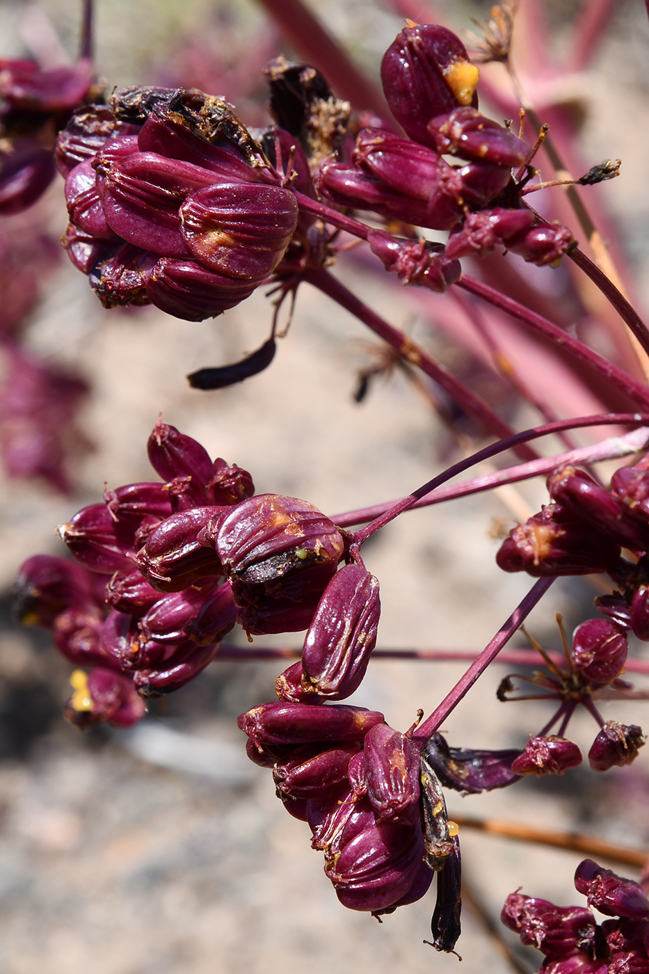 Изображение особи Ferula iliensis.