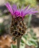 Psephellus declinatus. Развивающееся соцветие. Крым, окр. пос. Новый Свет, западный склон горы Сокол (Куш-Кая), дубово-можжевеловое редколесье. 19.04.2025.