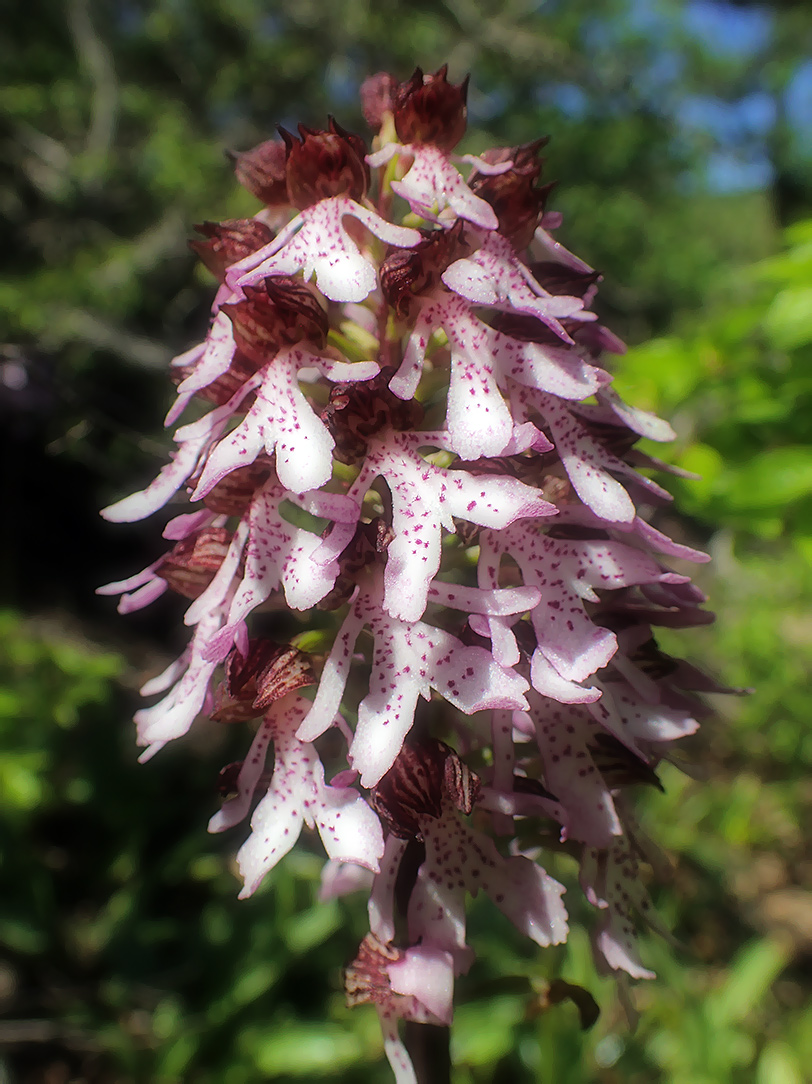 Image of Orchis purpurea specimen.