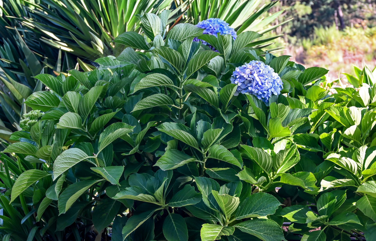 Изображение особи Hydrangea macrophylla.