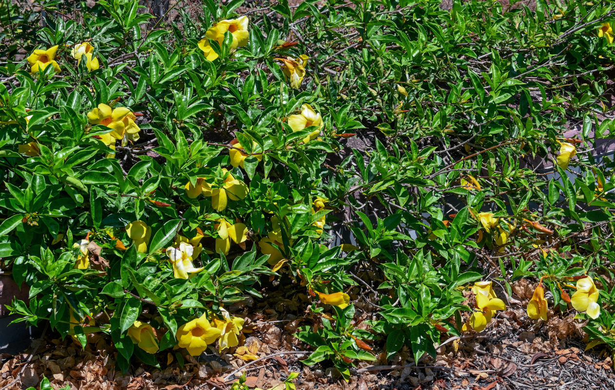 Image of Allamanda schottii specimen.