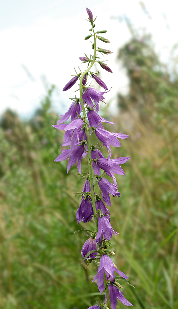 Image of Campanula rapunculoides specimen.