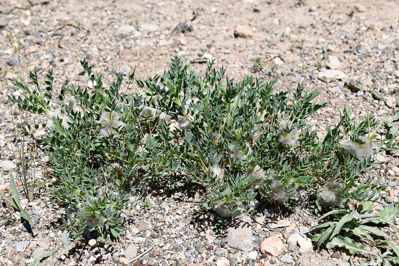 Image of genus Astragalus specimen.