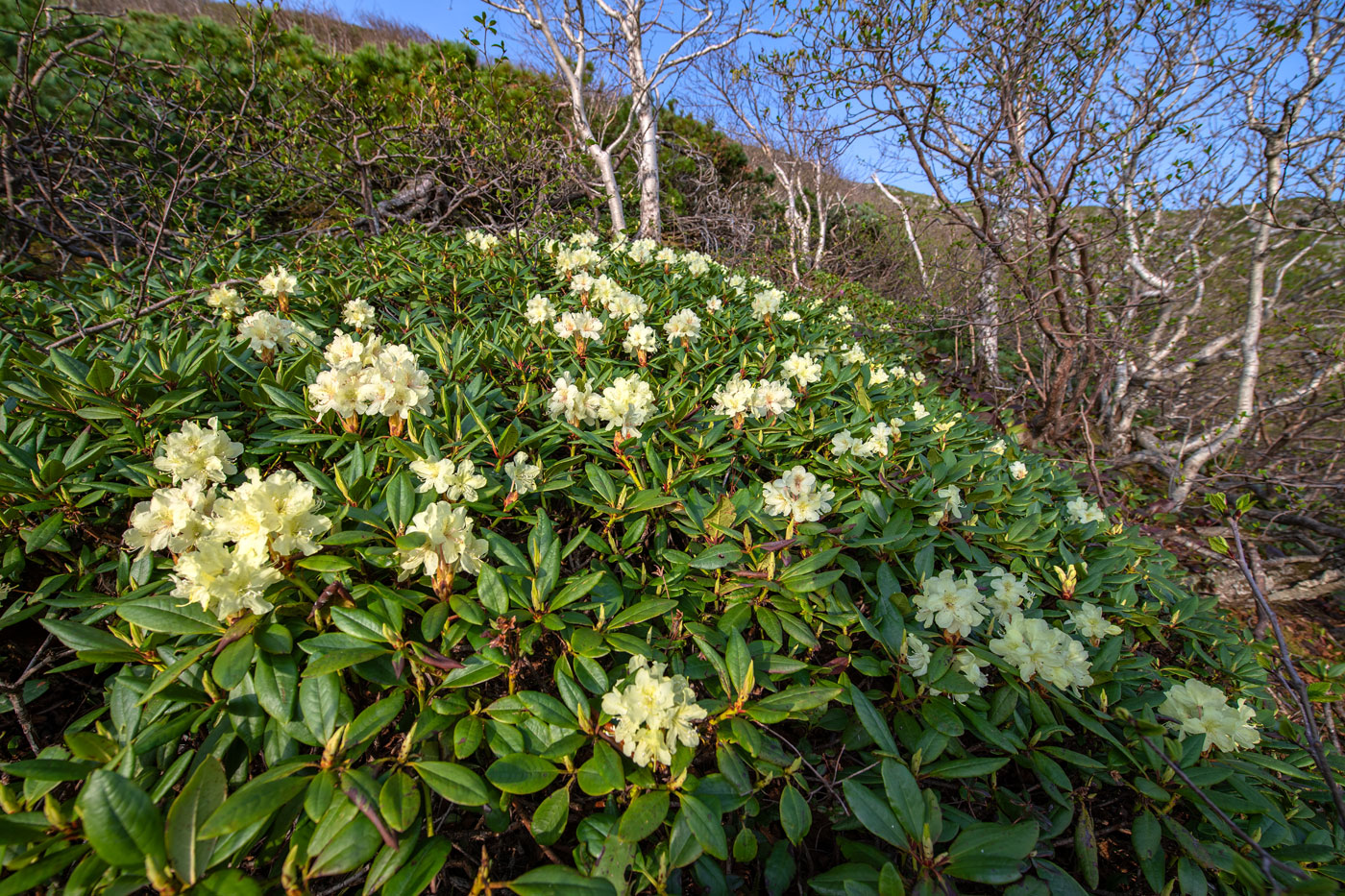 Image of Rhododendron aureum specimen.