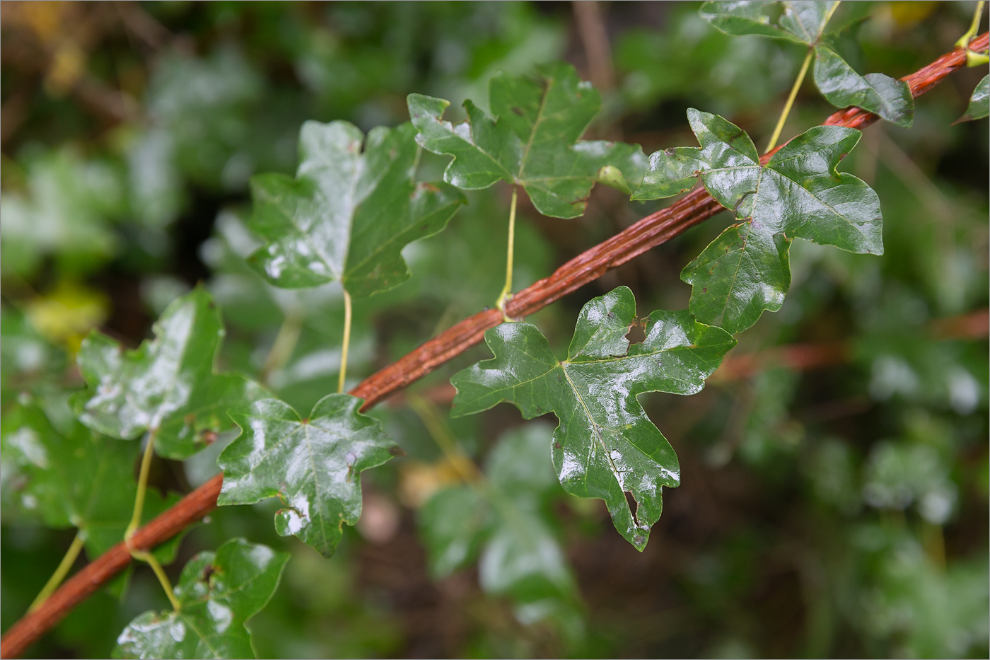 Изображение особи Acer campestre.