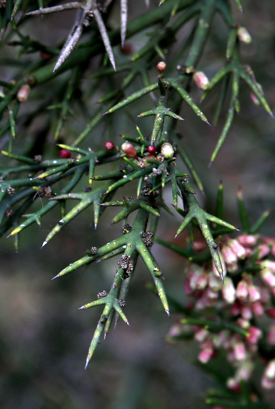Изображение особи Colletia spinosissima.