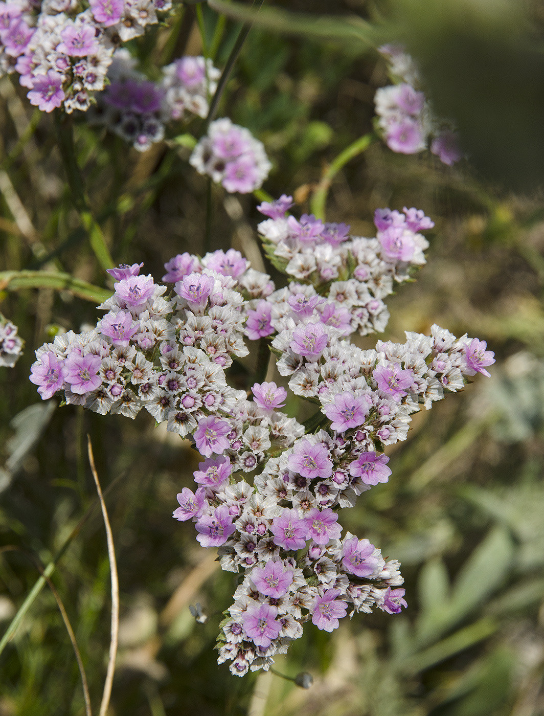 Изображение особи Goniolimon elatum.