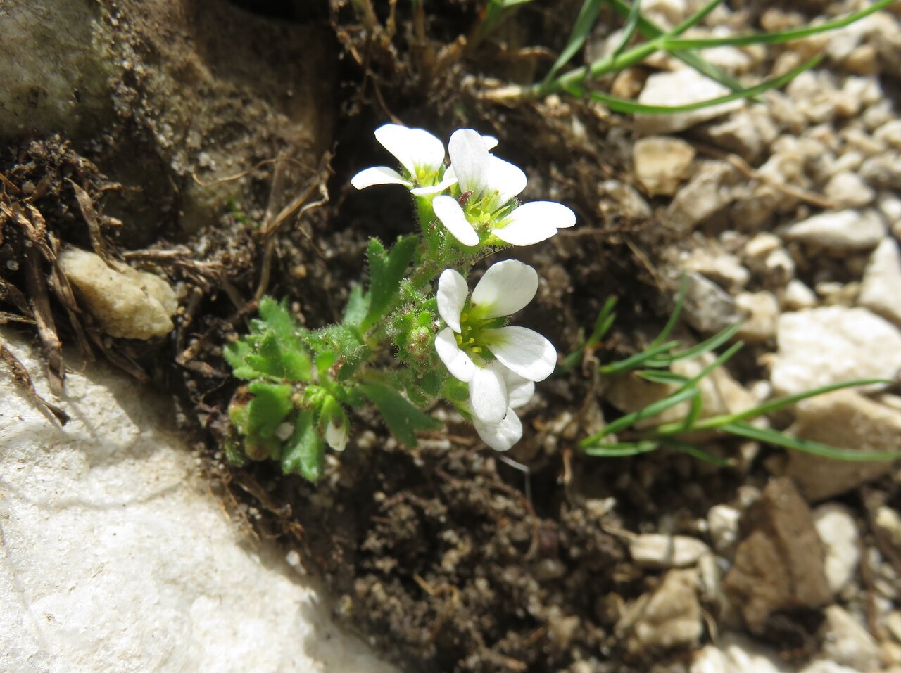 Image of Saxifraga adscendens specimen.