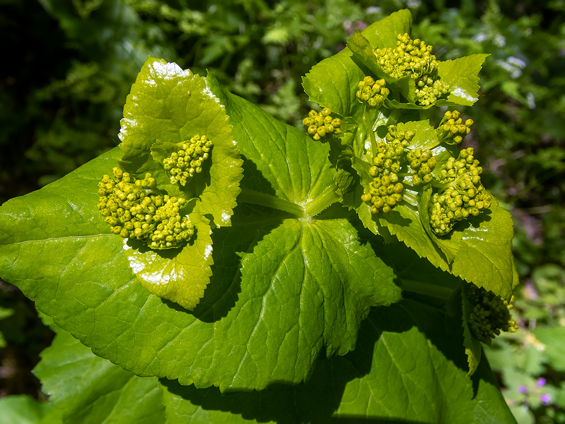 Image of Smyrnium perfoliatum specimen.