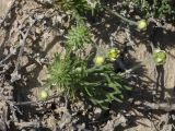 Ceratocephala orthoceras. (1) flowering plant, (2) Ustyurt plateau, Karakalpakstan, Uzbekistan (3) on flat land, sunny and windy place, (4) 29 April 2026 г.