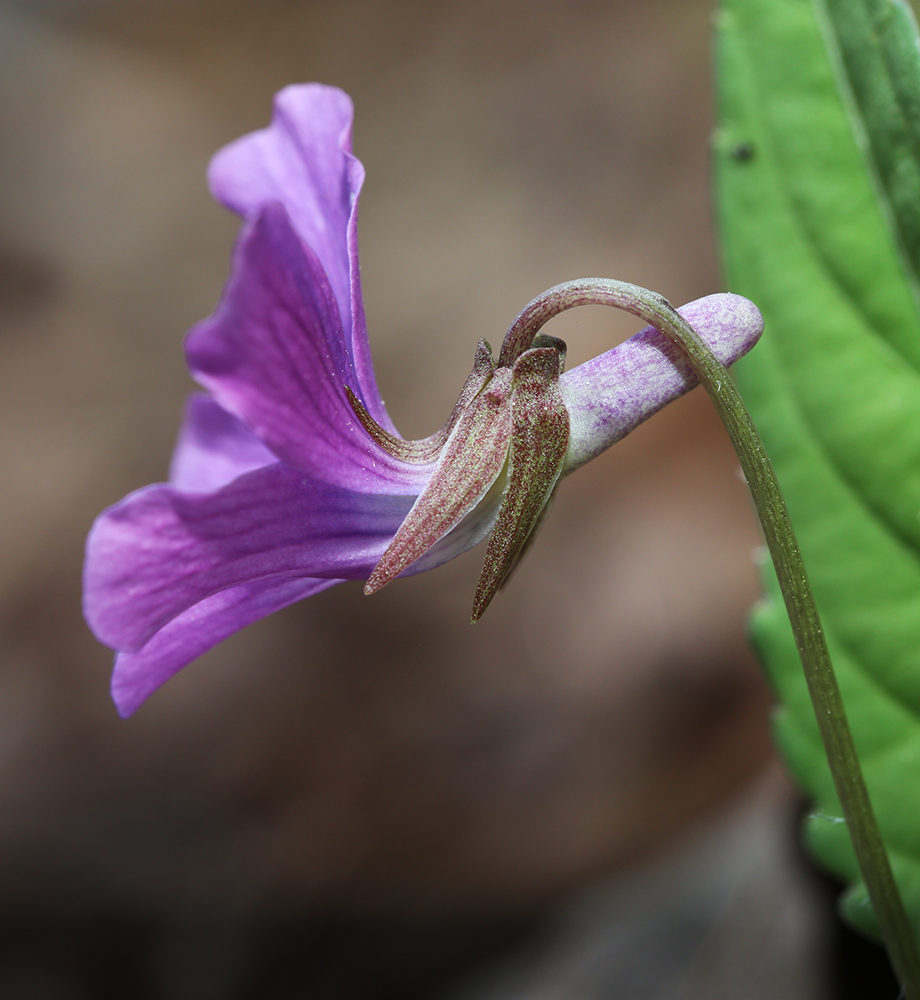 Image of Viola hirtipes specimen.
