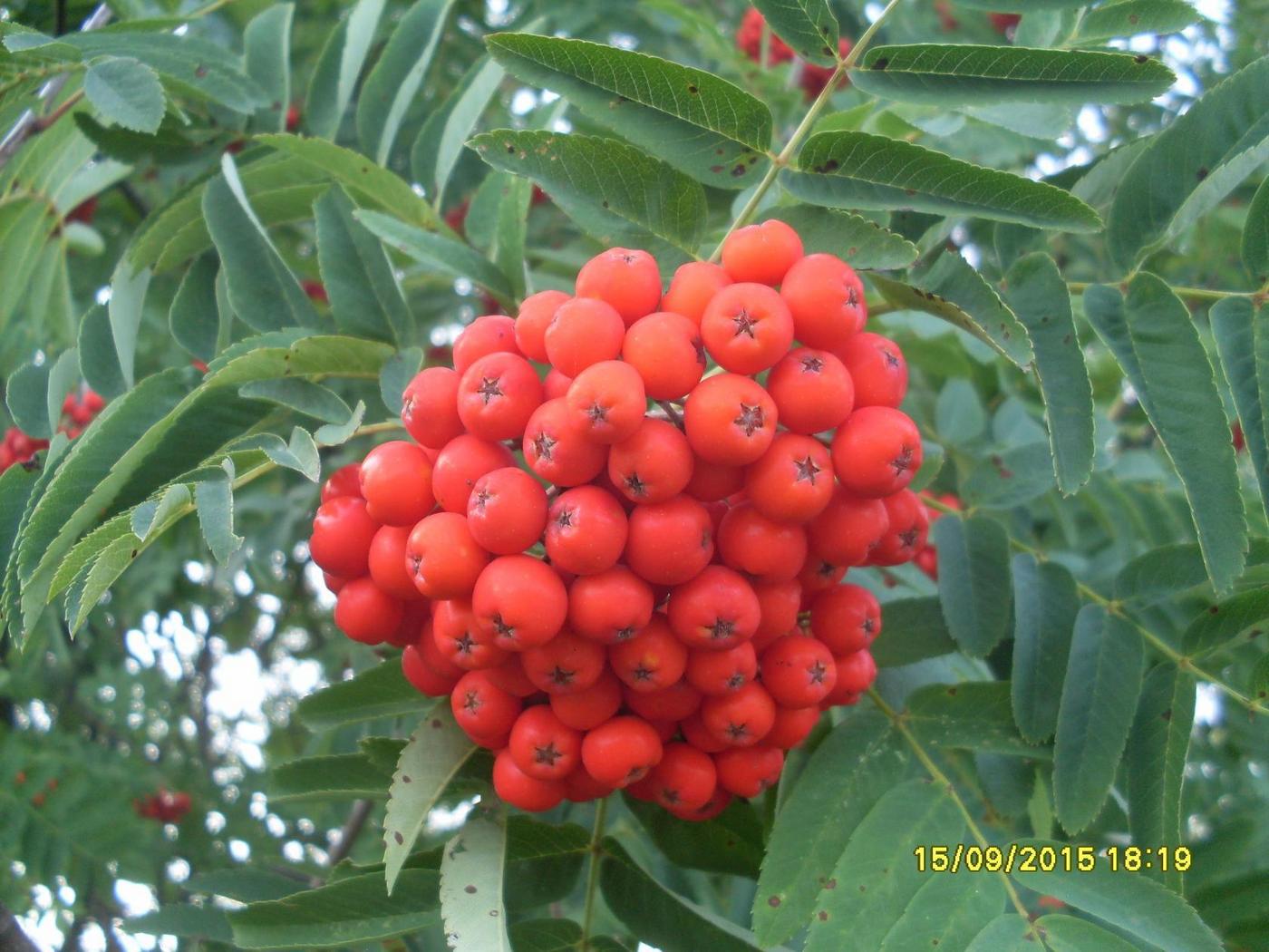 Image of Sorbus americana specimen.