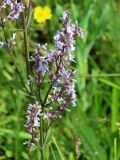 Nepeta nuda