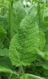 Salvia pratensis