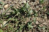 Taraxacum scariosum