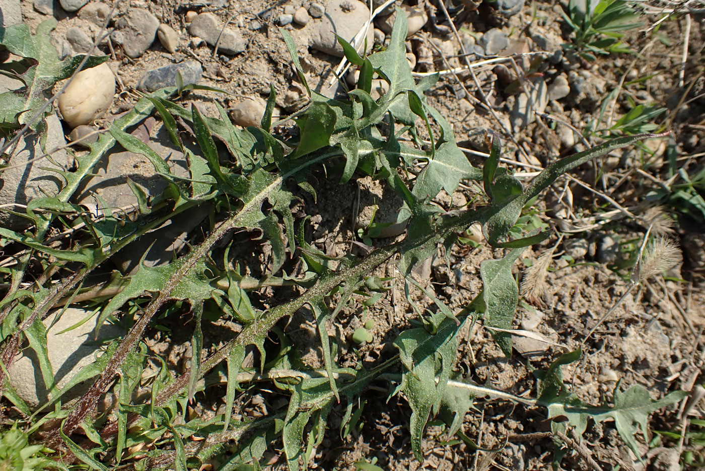 Image of Taraxacum scariosum specimen.