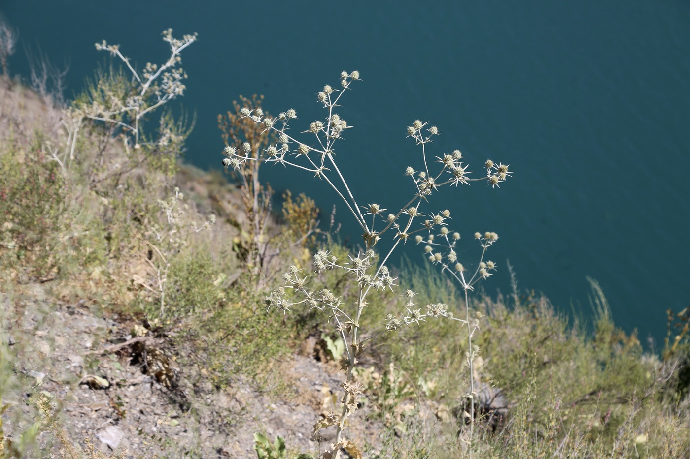 Image of Eryngium macrocalyx specimen.