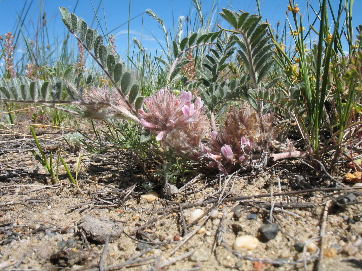 Image of Astragalus roseus specimen.