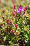 Rhododendron redowskianum. Верхушки побегов с цветком и плодами. Хабаровский край, р-н имени Лазо, гора Ко, выс. ≈ 1920 м н.у.м., горная тундра. 02.08.2026.